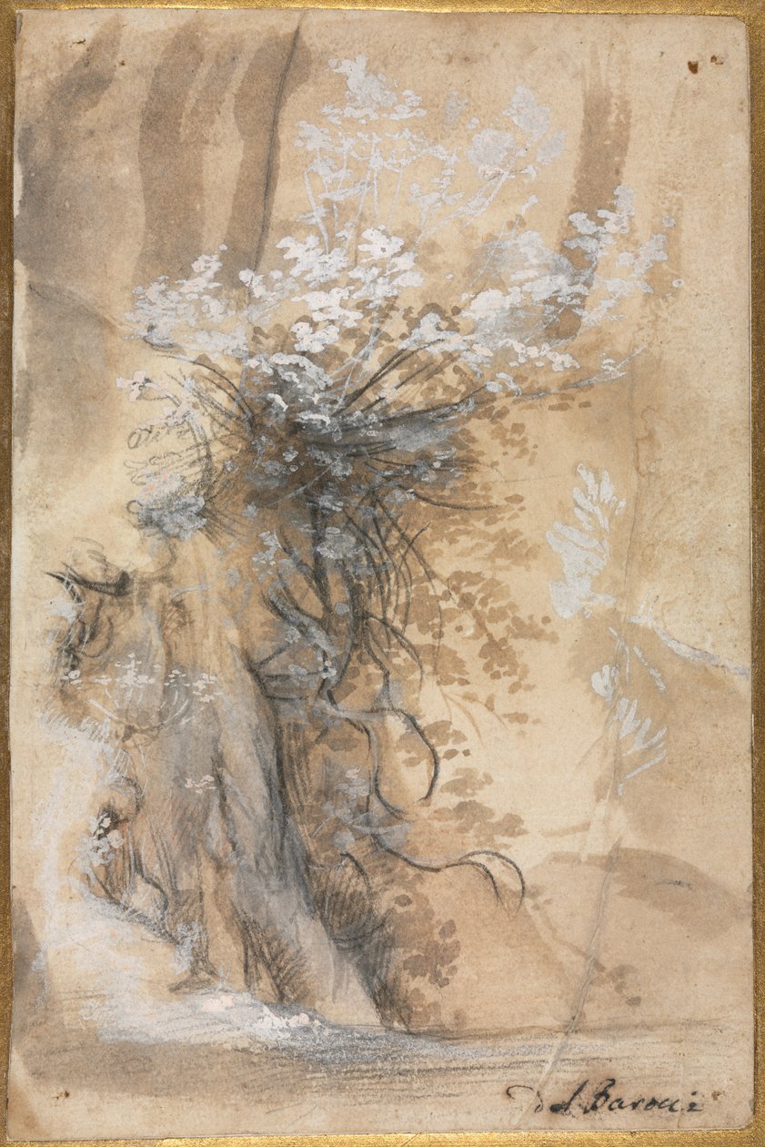 侵蚀堤岸上的花丛 作者 费德里科·巴罗奇