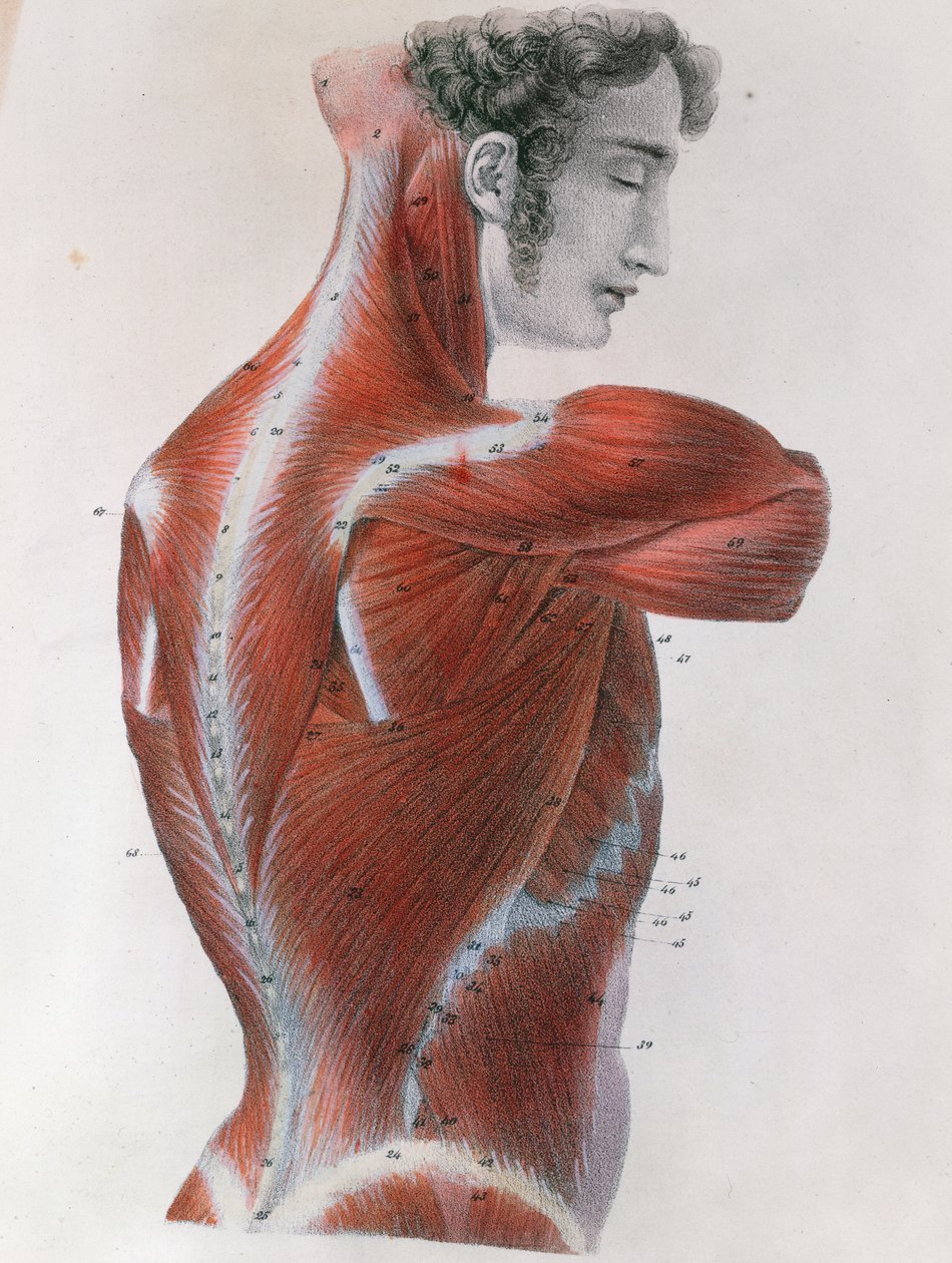 1825年巴黎，Jules Germain Cloquet（1790-1883）的“人体手法描述性解剖学”中的鞭状躯干 作者 费耶