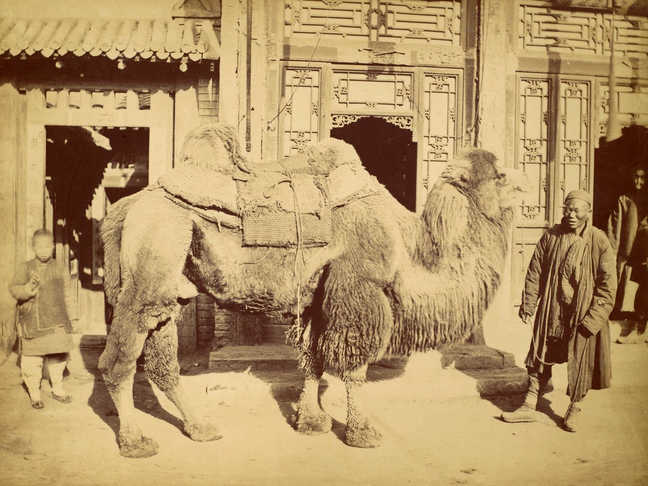 带手柄的双峰驼，1860年（照相凹版） 作者 菲利斯·比托（Felice Beato）