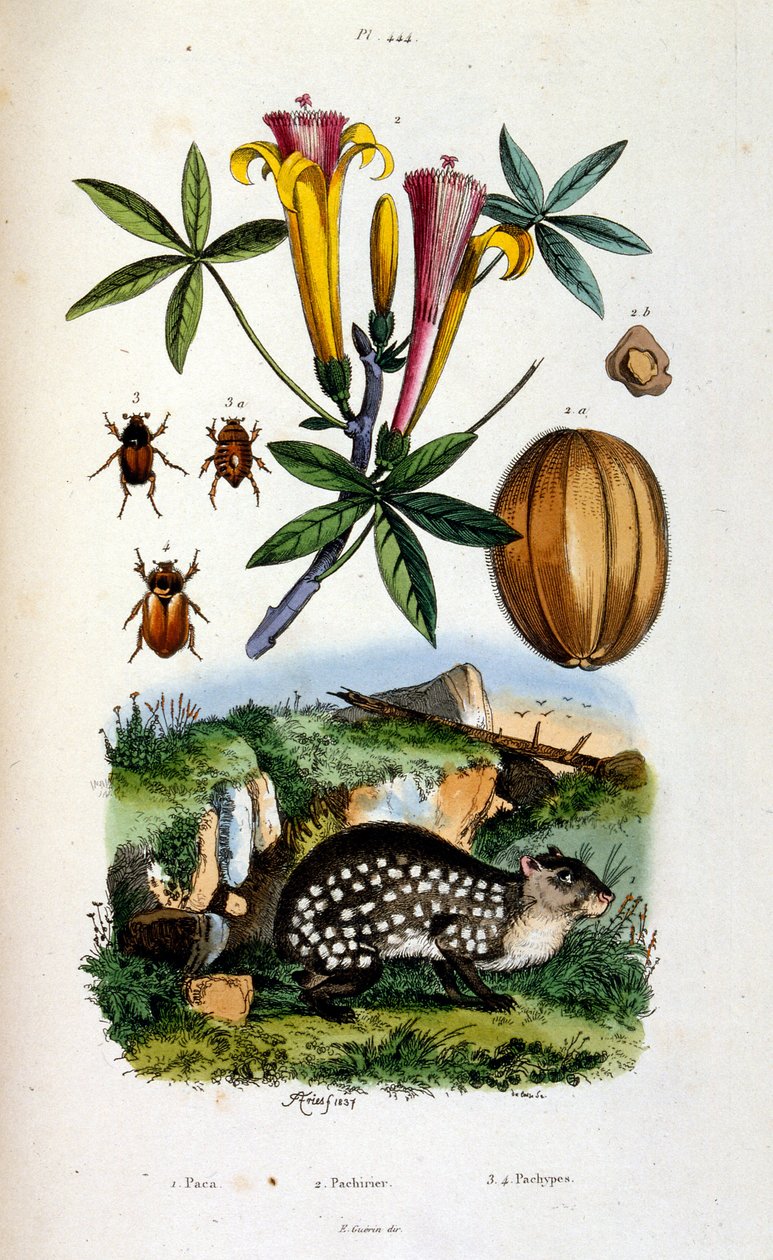 F. E. Guerin 绘制的植物学和动物学插图。选自 Dictionnaire pittoresque d
