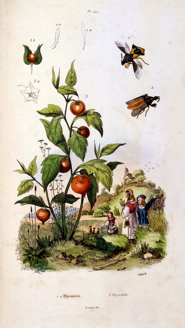 F. E. Guerin 绘制的植物学和动物学插图。选自 Dictionnaire pittoresque d