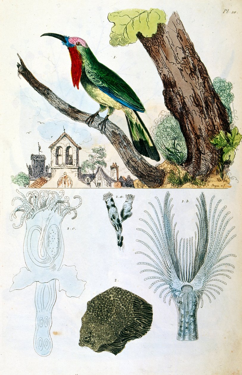 F. E. Guerin 绘制的植物学和动物学插图。选自 Dictionnaire pittoresque d
