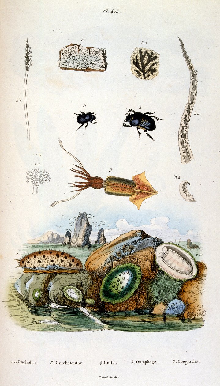 F. E. Guerin 绘制的植物学和动物学插图。选自 Dictionnaire pittoresque d