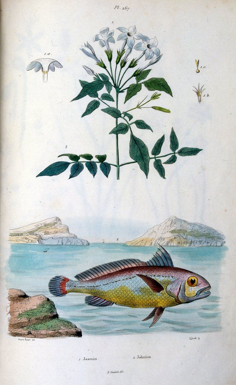Jasmine （茉莉花）。Johnius（黄花鱼）。F. E. Guerin 绘制的植物学和动物学插图。选自 Dictionnaire pittoresque d
