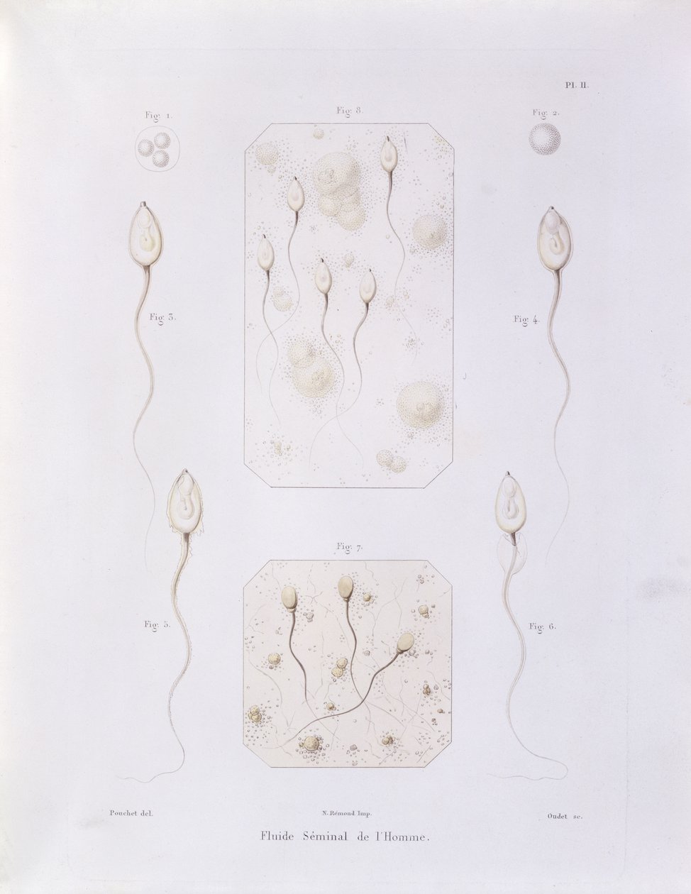 来自1847年巴黎Oudet雕刻的Felix-Archimede Pouchet（1800-72）的自发参与和哺乳动物和人类物种的积极理论的精液（彩色英格兰） 作者 菲利克斯·阿基米德小包