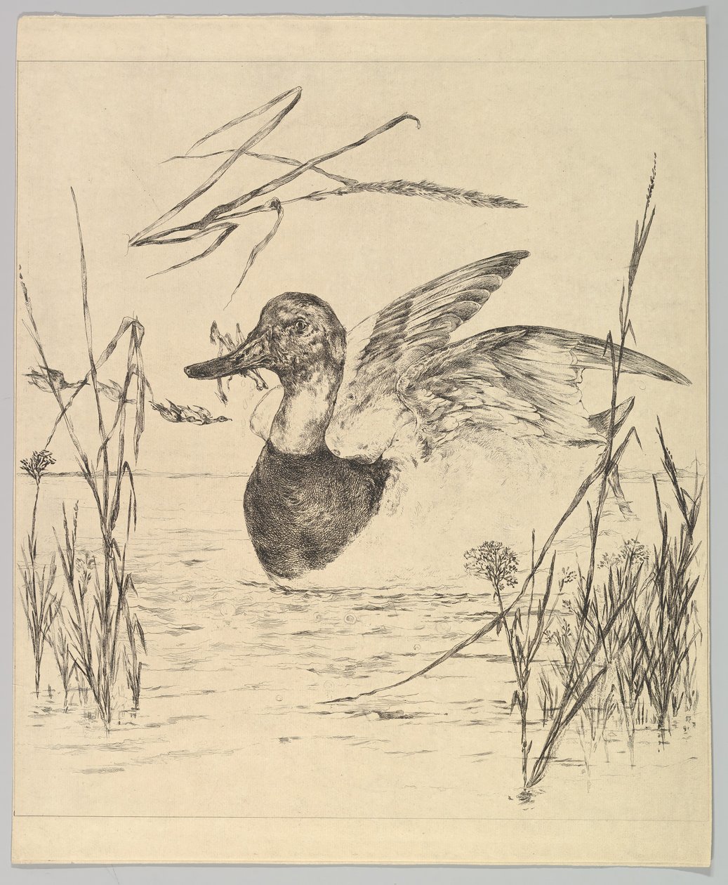 鸭子，1850-1914。 作者 费利克斯·布拉克蒙德