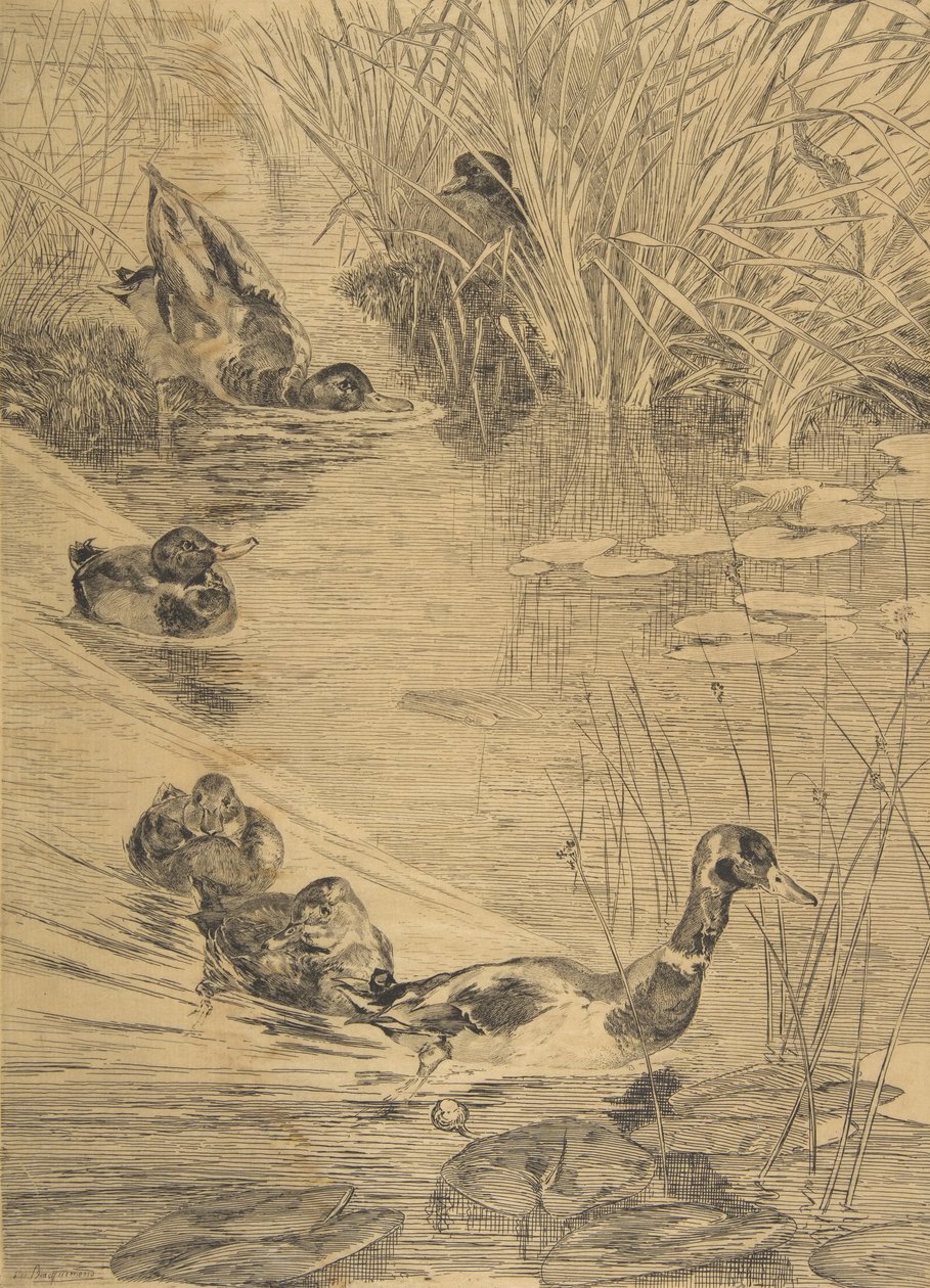鸭群，1850-1914。 作者 费利克斯·布拉克蒙德