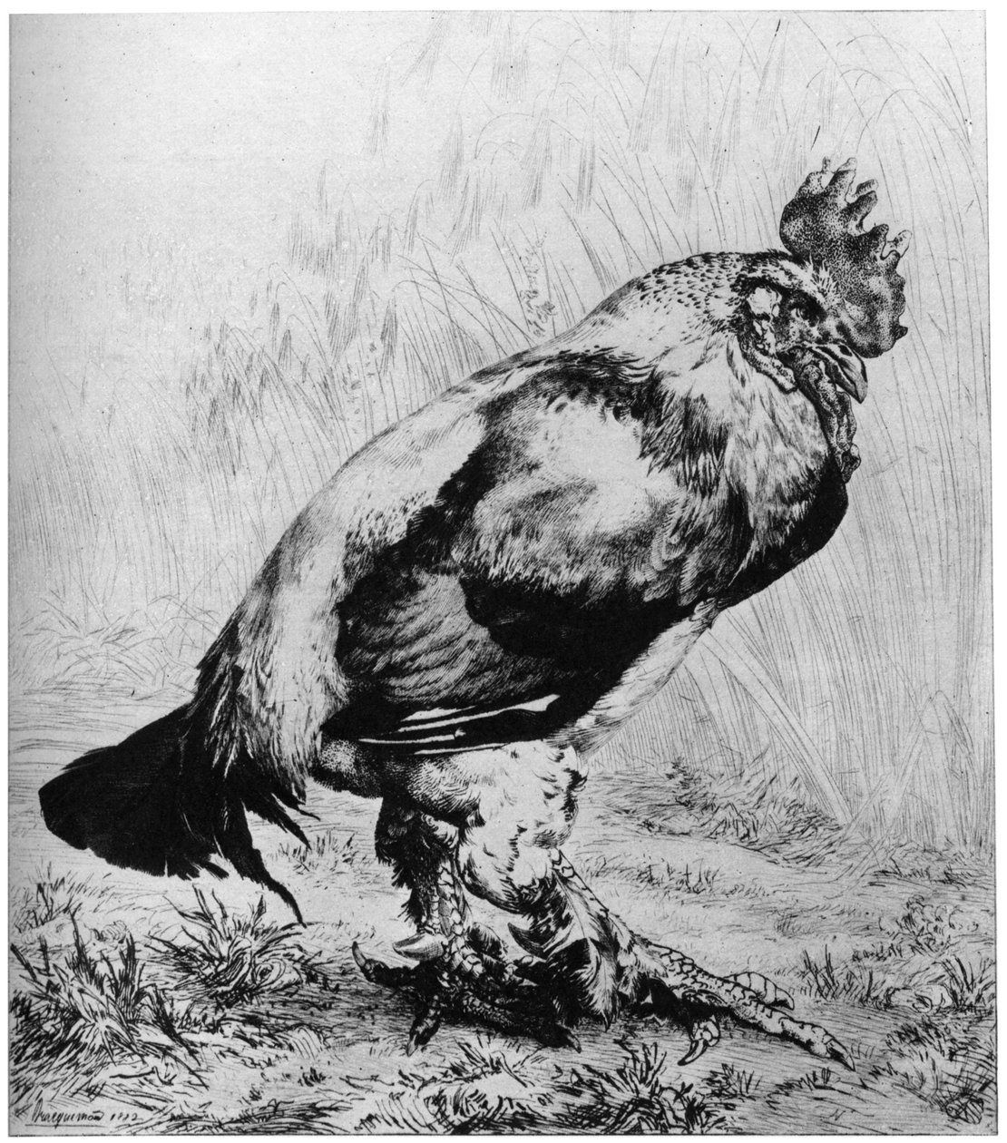 La Coq，c1850-1910，1924年。 作者 费利克斯·布拉克蒙德