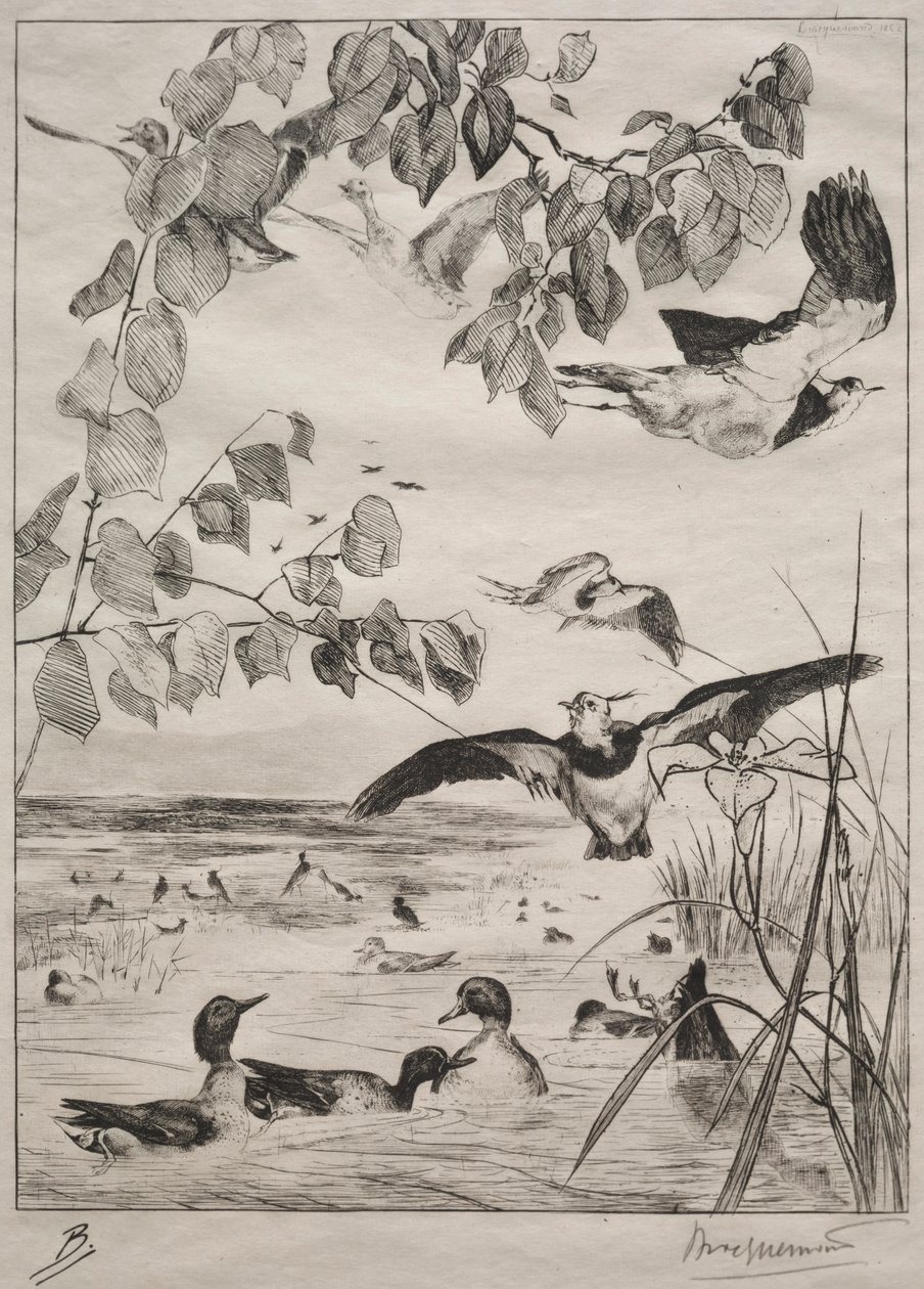 田p和小野鸭，1862年。 作者 费利克斯·布拉克蒙德