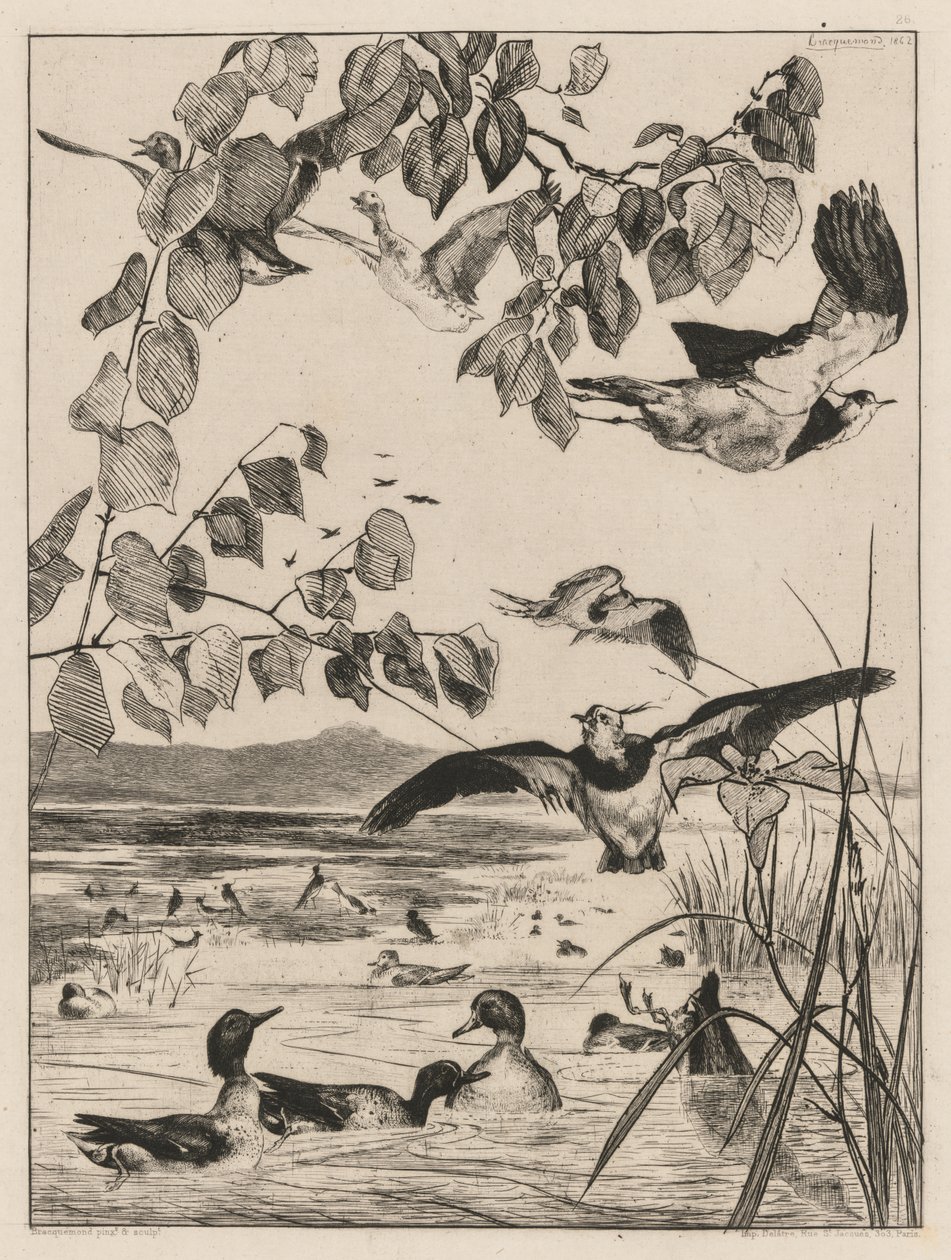 田p和小野鸭，1862年。 作者 费利克斯·布拉克蒙德
