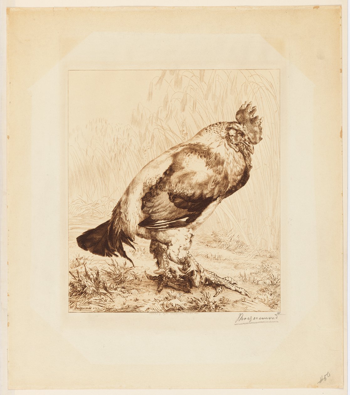 老公鸡(Le Vieux Coq)》(The Old Rooster) 作者 费利克斯·布拉克蒙德