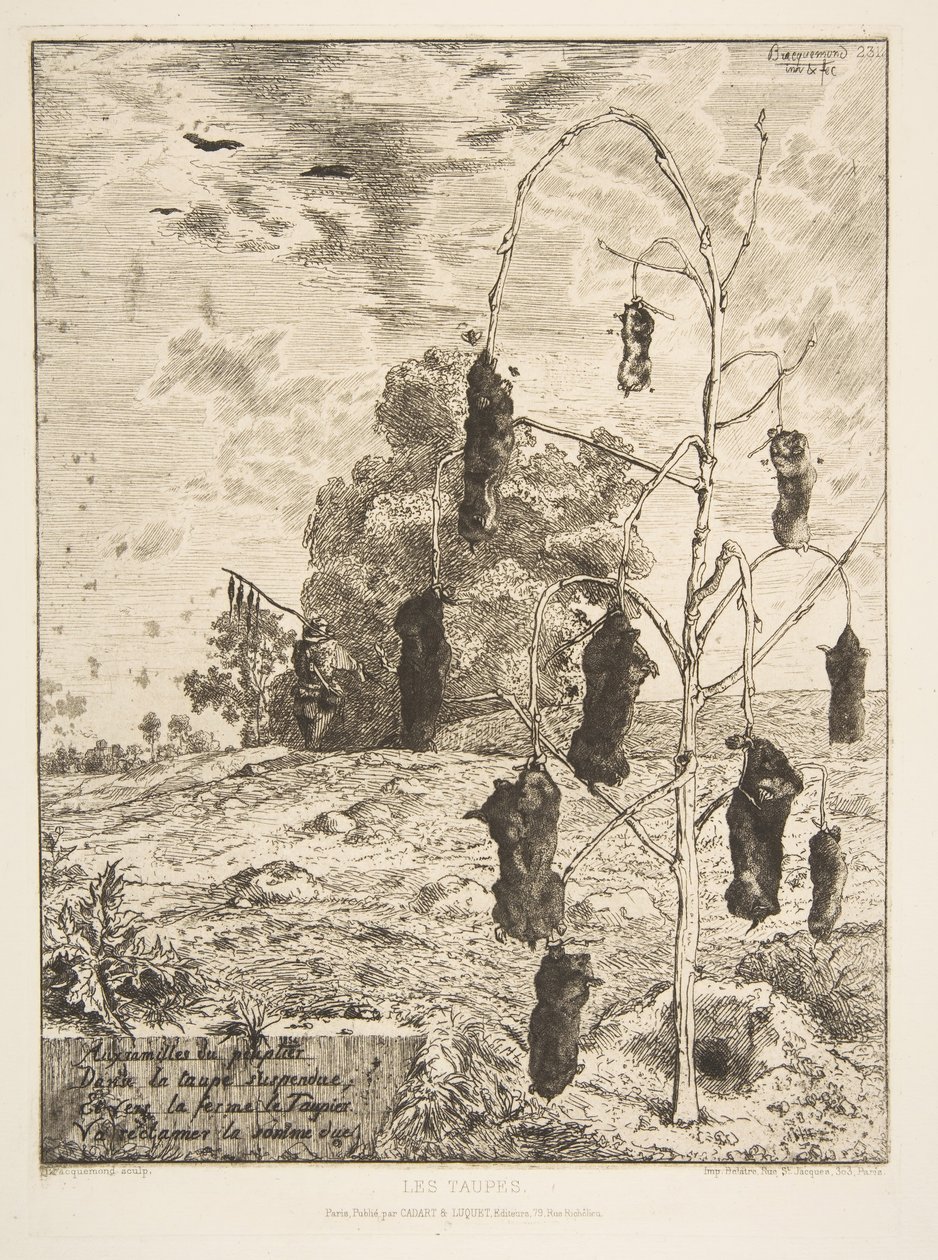 854鼠，1854年。 作者 费利克斯·布拉克蒙德
