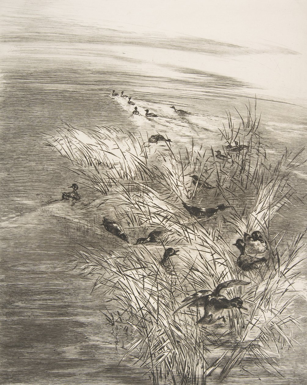 Roseaux and Sarcelles, 1882年。 作者 费利克斯·布拉克蒙德