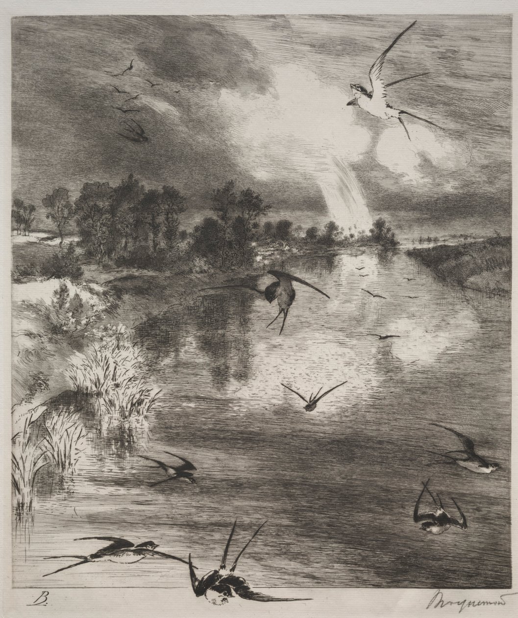 燕子，1882年。 作者 费利克斯·布拉克蒙德