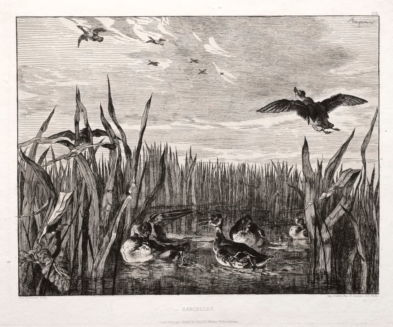蒂尔（Teals），1853年印制于1864年。 作者 费利克斯·布拉克蒙德