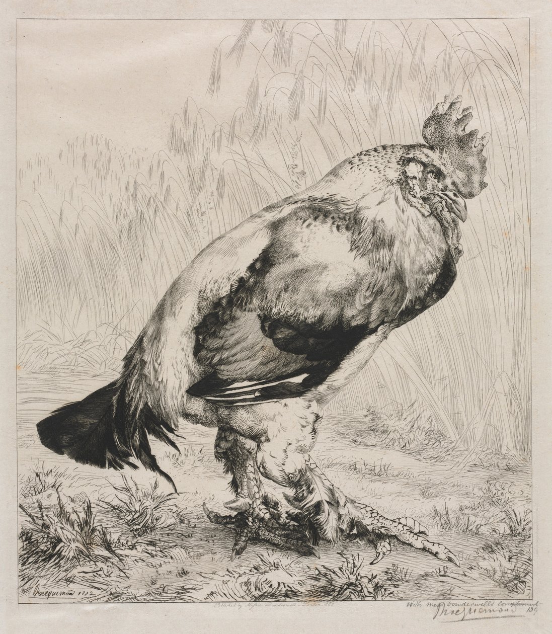 老公鸡，1882年。 作者 费利克斯·布拉克蒙德