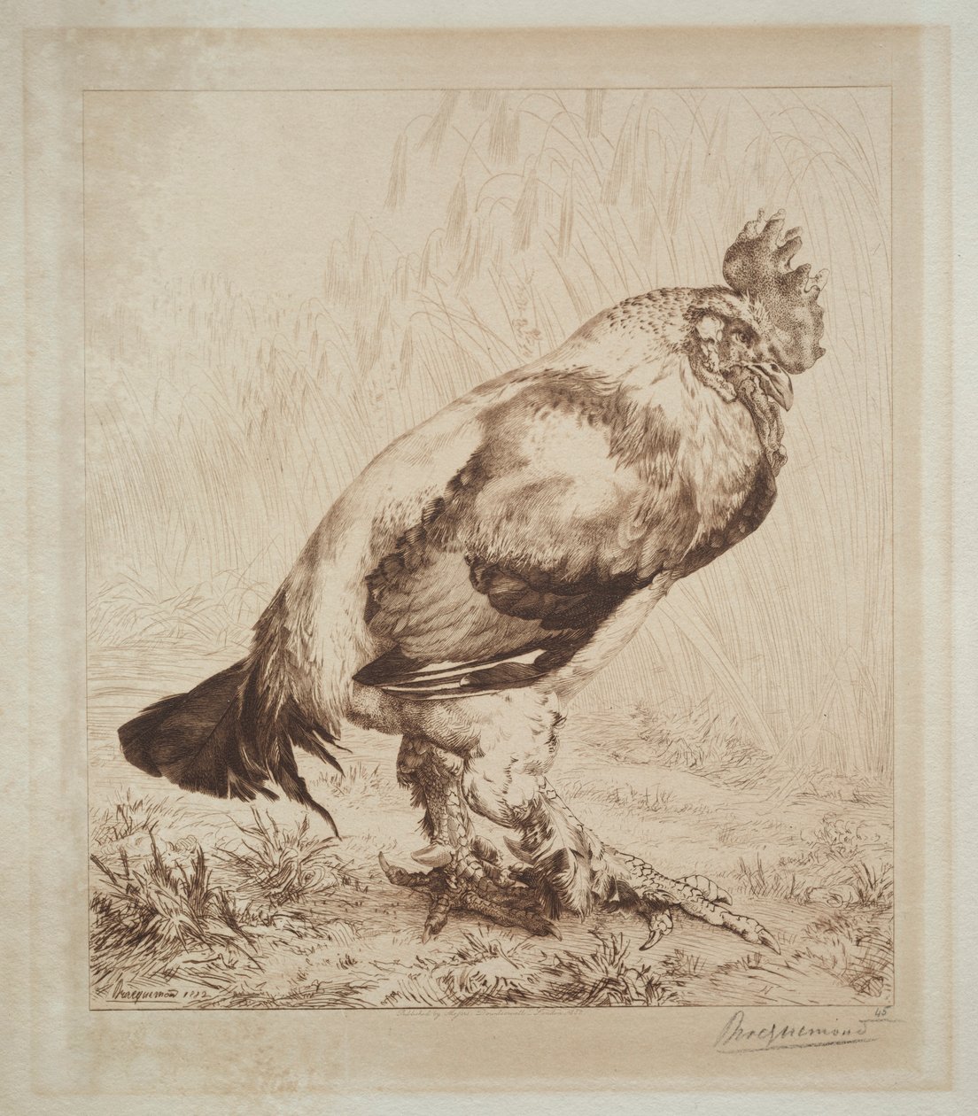 老公鸡，1882年。 作者 费利克斯·布拉克蒙德