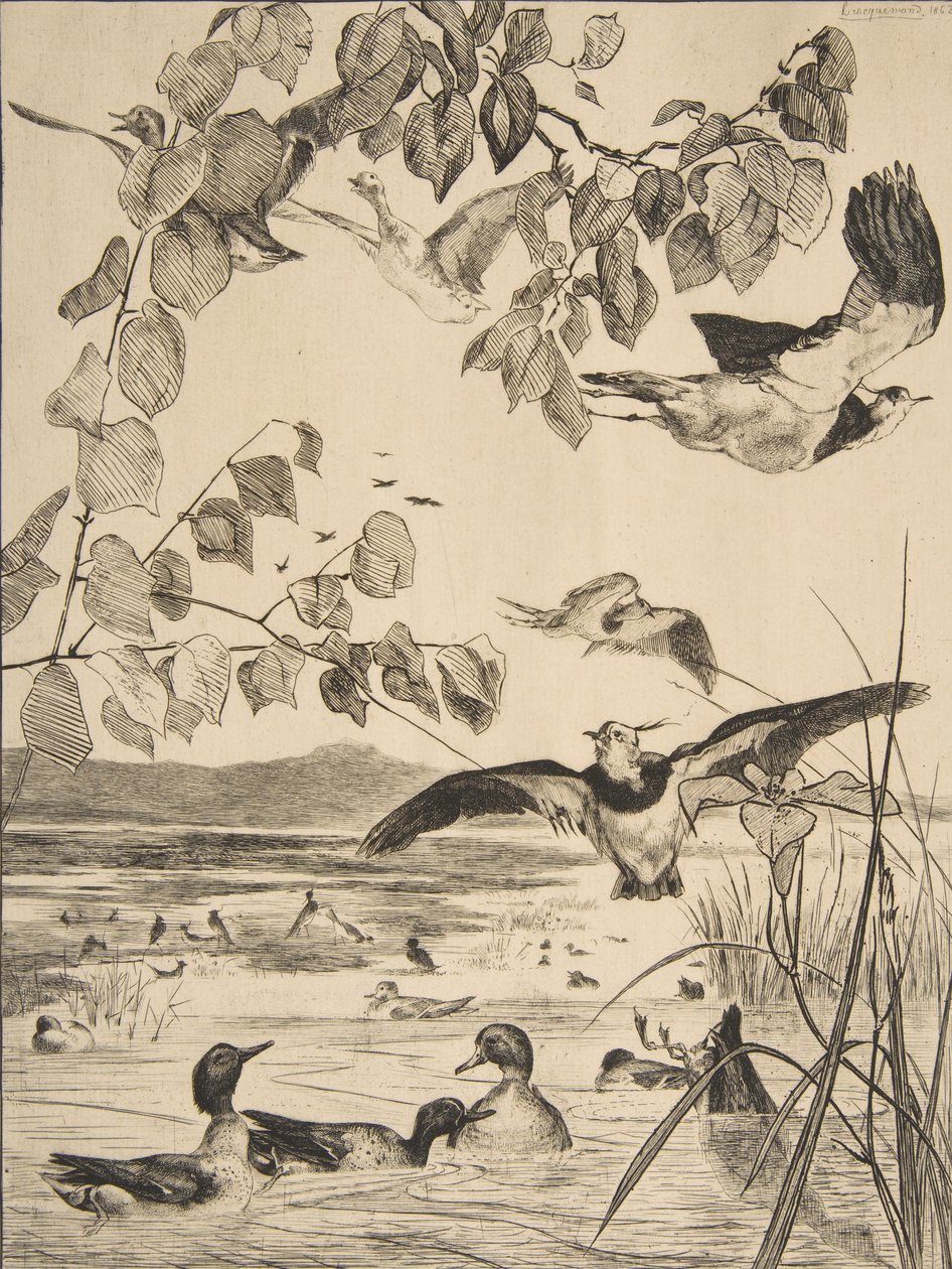 Vanneaux and Sarcelles, 1862年。 作者 费利克斯·布拉克蒙德