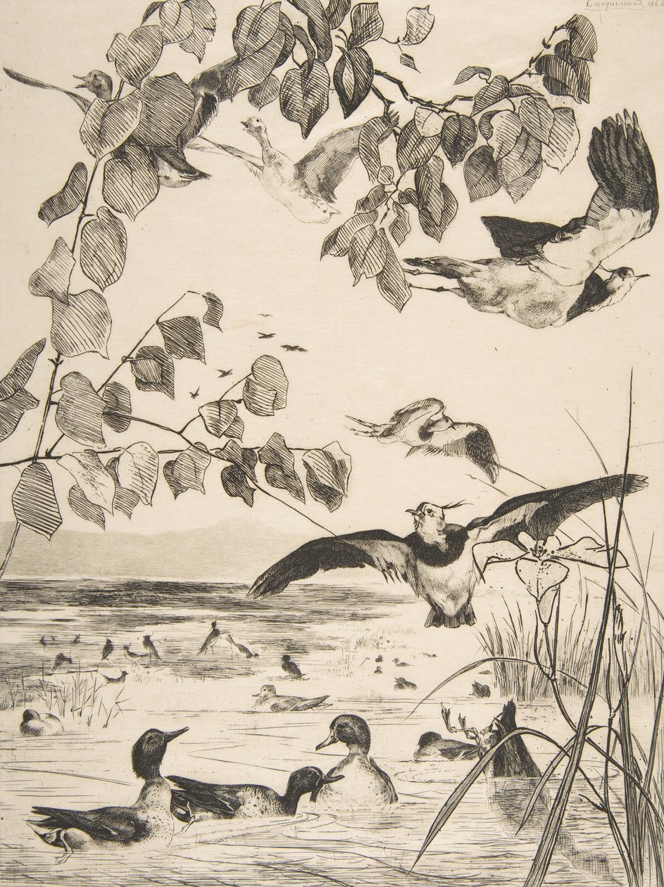 Vanneaux and Sarcelles, 1862年。 作者 费利克斯·布拉克蒙德