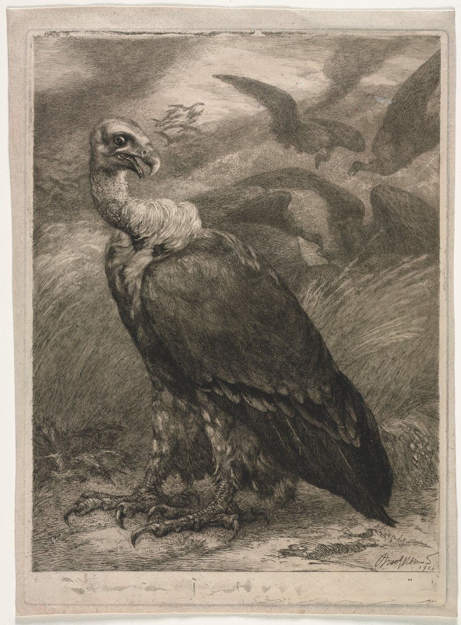 秃ul，1904年。 作者 费利克斯·布拉克蒙德