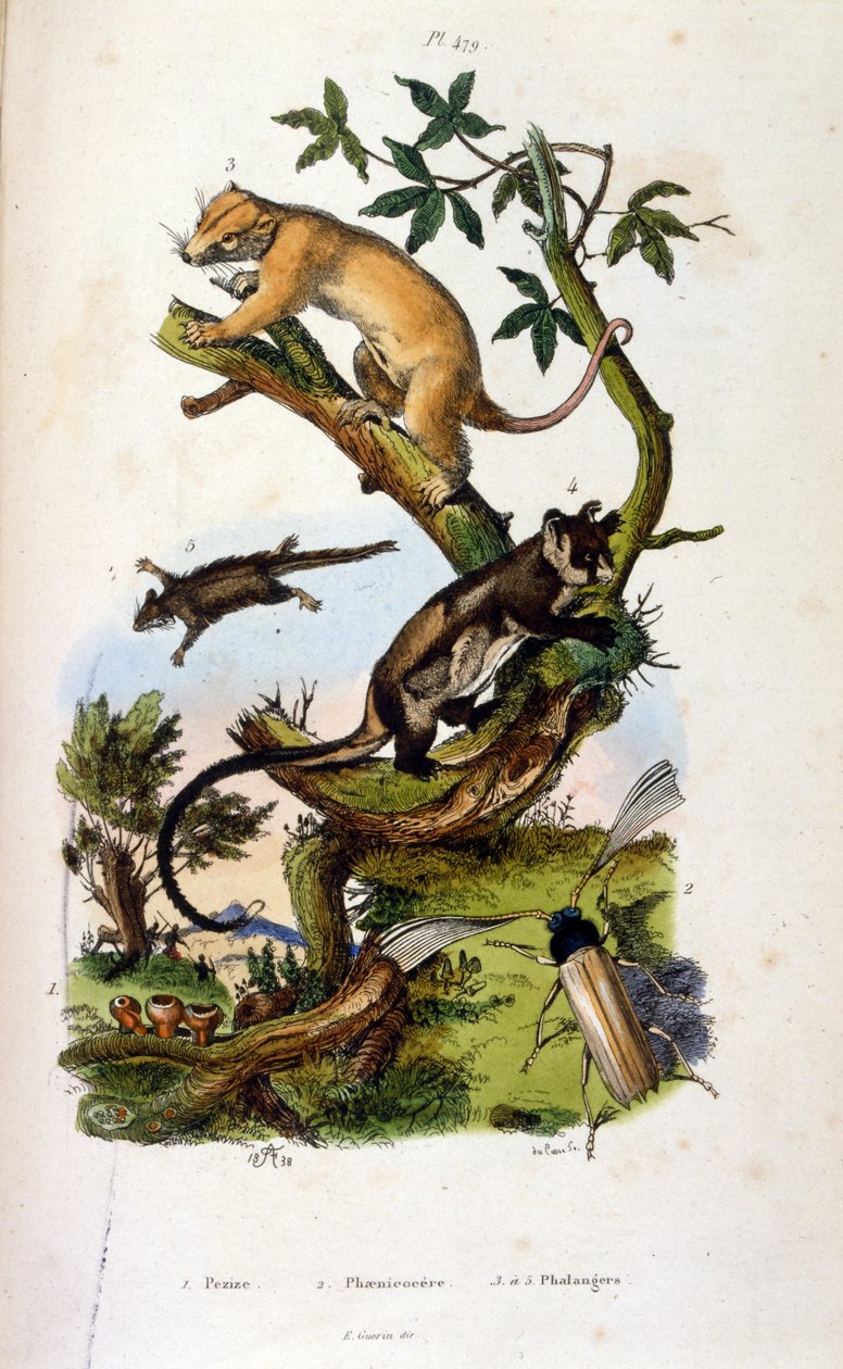 Illustration of mammals and insects. (chromolithograph from Dictionnaire pittoresque d