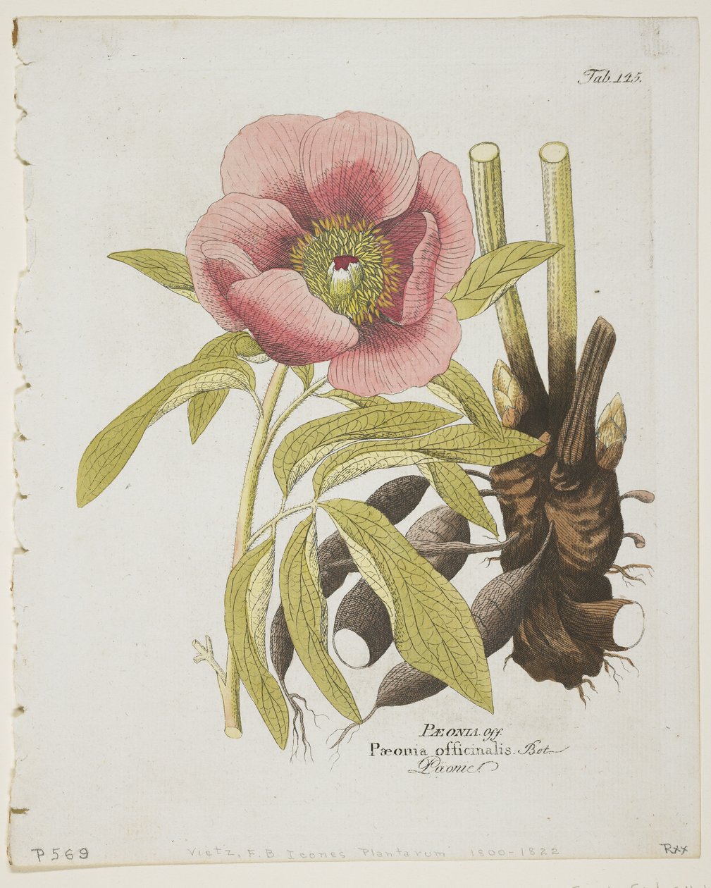 芍药从图标足底本草，技术，经济和使用说明的个人利益，1804（手工着色雕刻） 作者 费迪南德·伯恩哈德·维茨