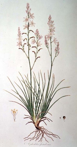 Asphodelus Fistulosus，出自《Flora Graeca Sibthorpiana》，作者John Sibthorp（1758-96）1806-40。 作者 费迪南德·鲍尔