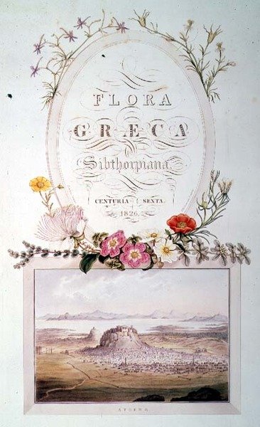 Graeca Sibthorpiana "第6卷的扉页 作者 费迪南德·鲍尔