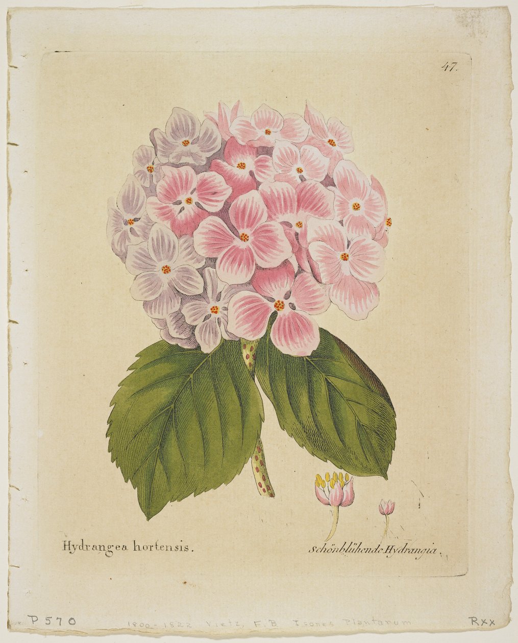 Schonbluhende Hydrang，从图标本草植物中与他们的回报经济技术介绍经验，1804（手工着色雕刻） 作者 费迪南德·伯恩哈德·维茨