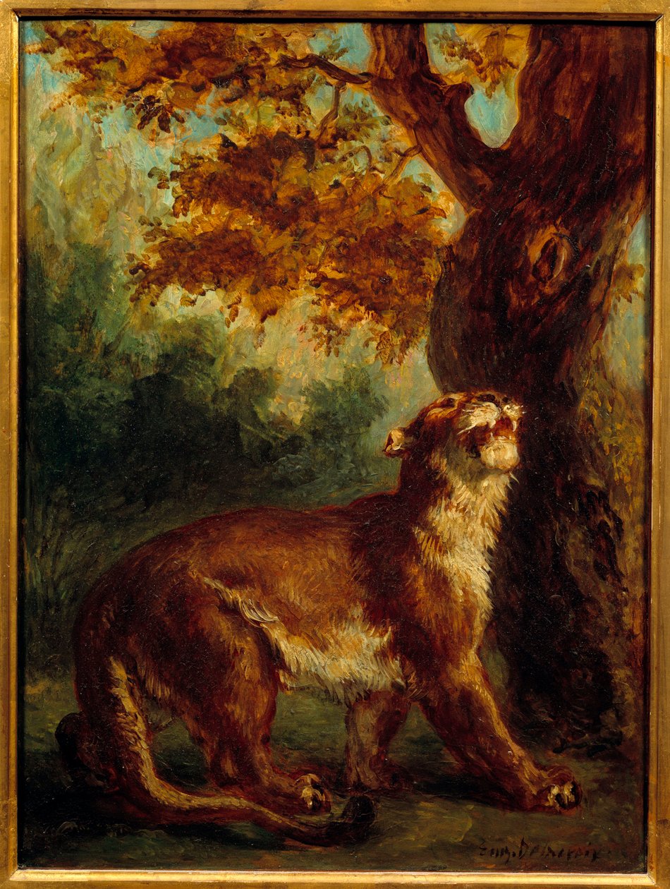 美洲狮还说母狮在寻找猎物。 尤金·德拉克洛瓦 (Eugene Delacroix) 的绘画 (1798-1863) 作者 费迪南德·维克多·尤金·德拉克罗瓦