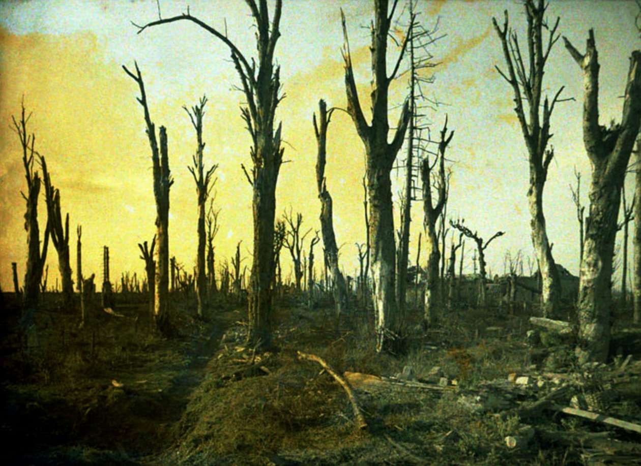 在战斗期间被毁的树木，Chaulnes，Somme，法国，1917年（彩色） 作者 费尔南德·库维尔