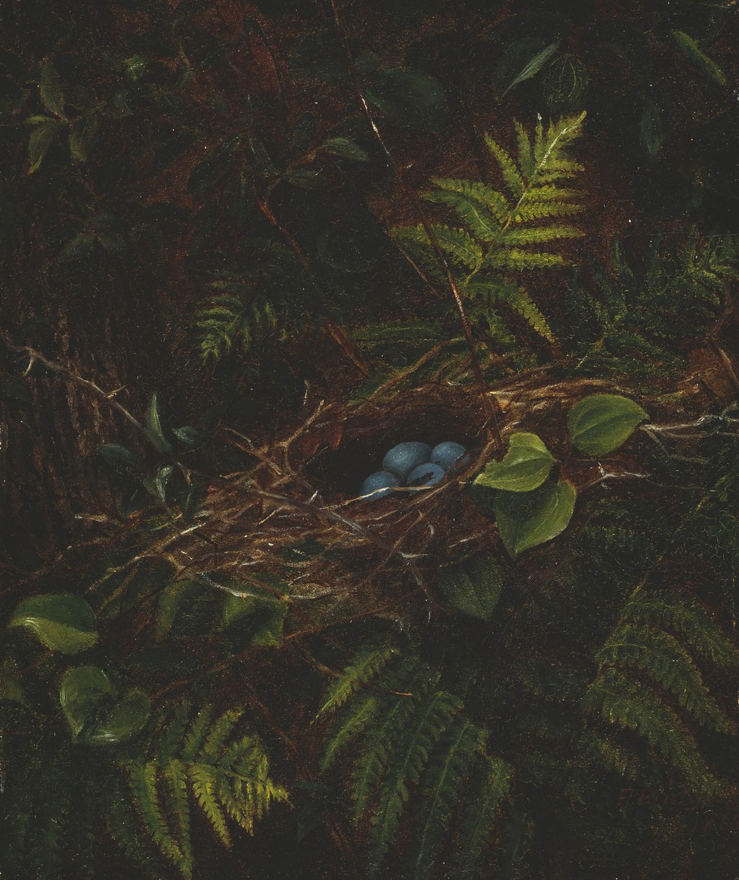 燕窝和蕨类植物，1863年。 作者 菲迪利亚·布里奇斯