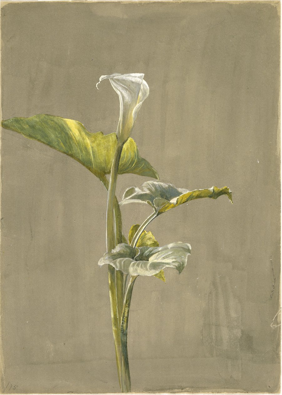 马蹄莲，1875年（纸上写着） 作者 菲迪利亚·布里奇斯
