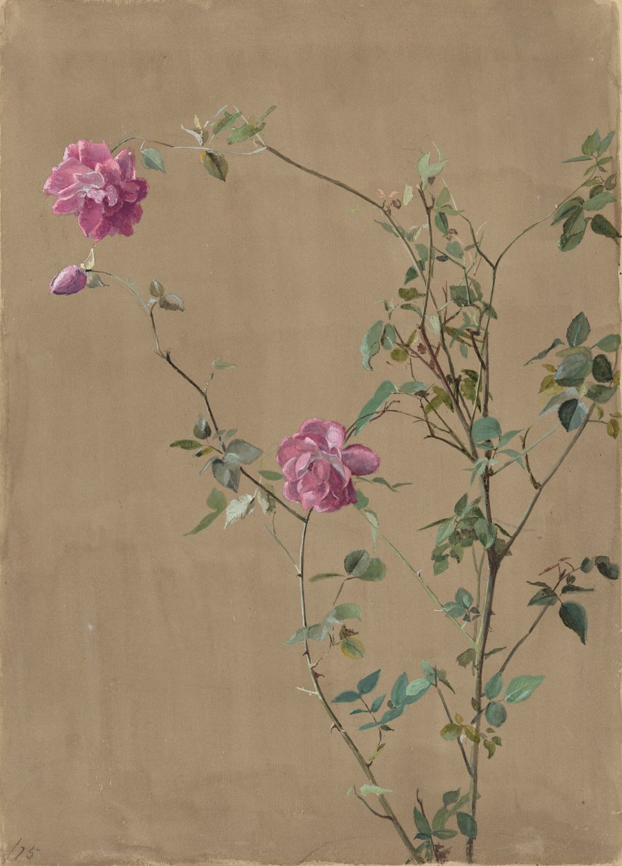 粉红色的玫瑰 作者 菲迪利亚·布里奇斯