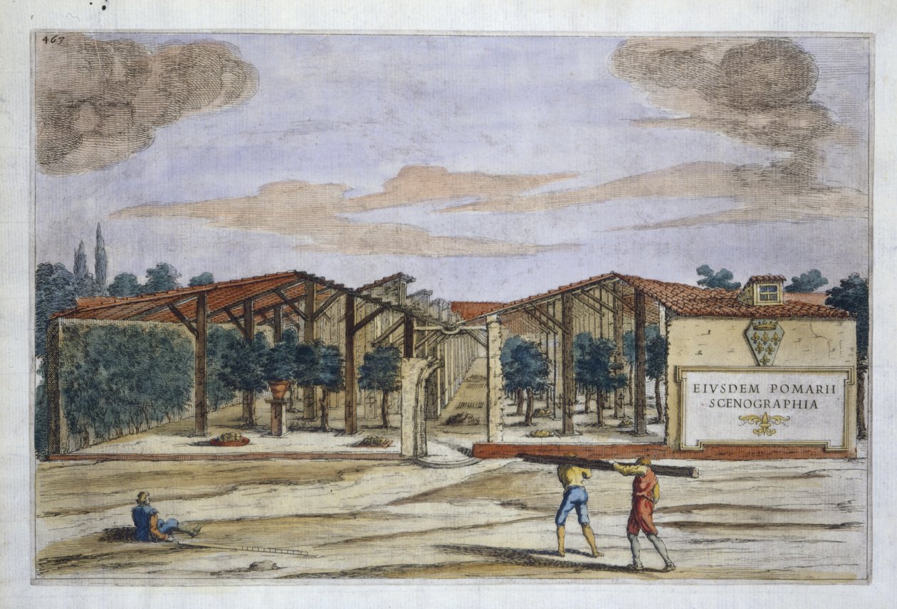 来自Hesperides by Giovanni Battista Ferrari的Covered Orchard，由Camillo Congio（fl.1630）雕刻，于1646年出版（手工彩色雕刻） 作者 加利亚尔迪之后的菲利波