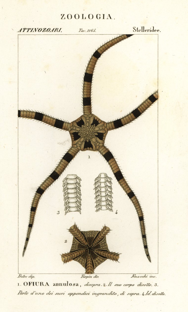 脆星棘皮动物，Ophiomastix annulosa，Ophiura annulosa 作者 菲诺奇菲诺奇