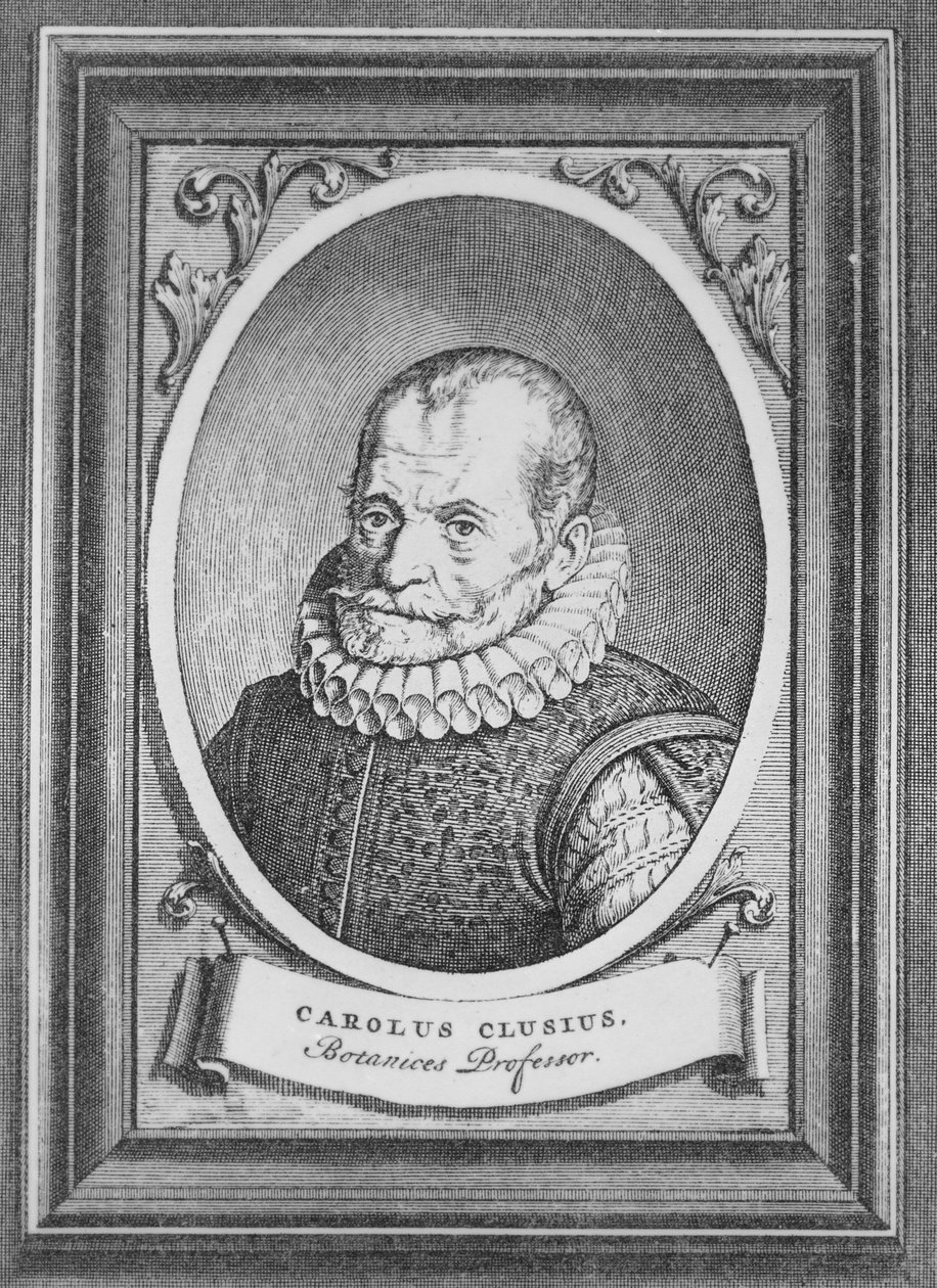 Carolus Clusius 作者 佛兰芒学校