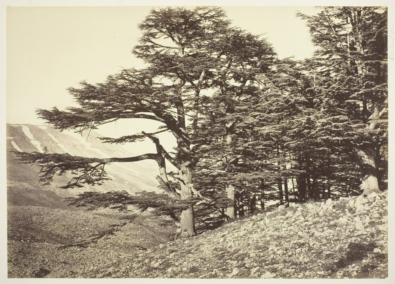黎巴嫩雪松，约1870年。 作者 菲利克斯邦菲尔斯