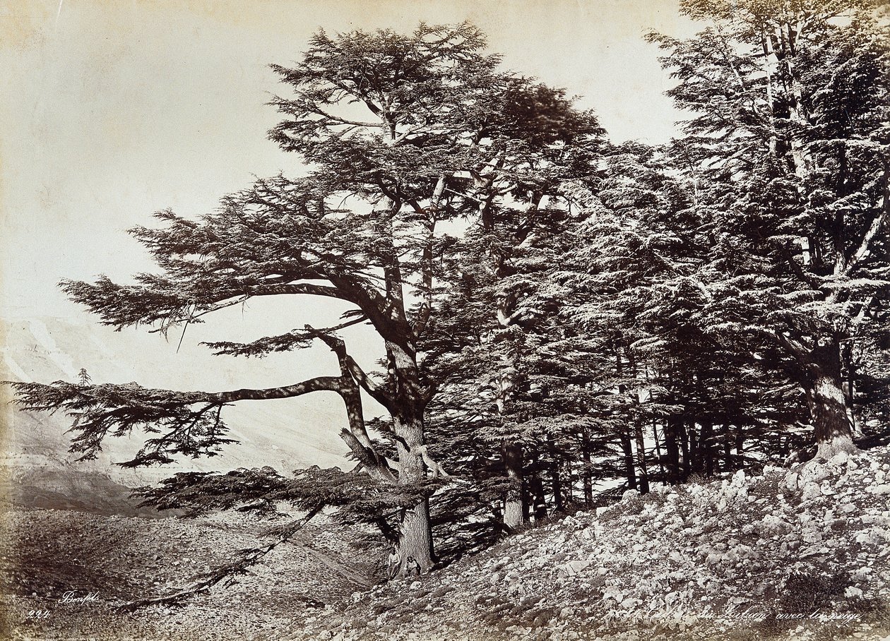 Large cedar tree, in Lebanon 作者 菲利克斯邦菲尔斯