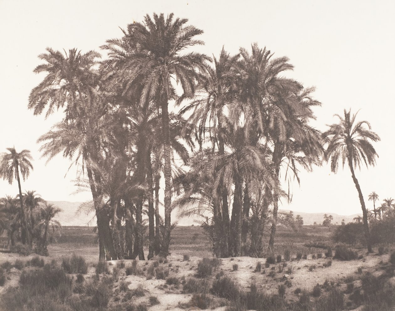 卡纳克，从A点看到的枣树群，1851-52年，1853-54年印刷。 作者 费利克斯·泰纳德