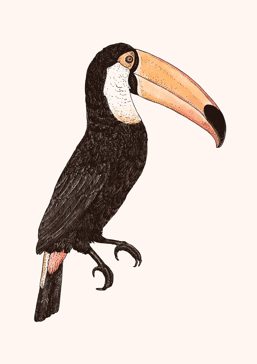 Toco _ Color version 作者 弗洛伦德·博达特