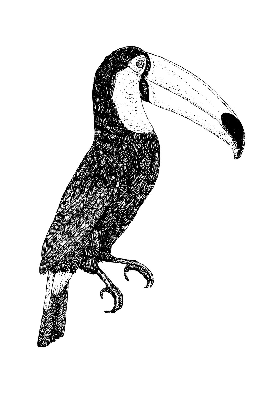 Toco _ black and white 作者 弗洛伦德·博达特
