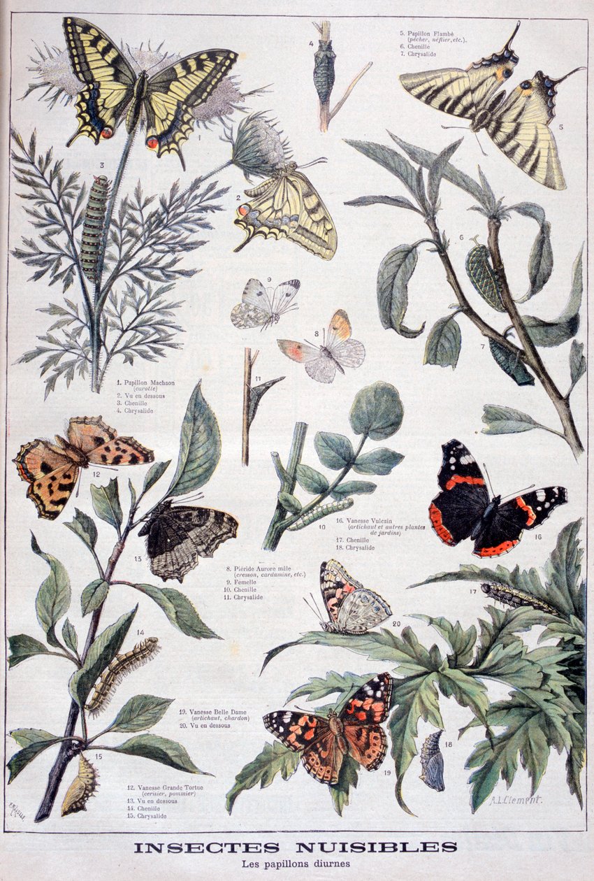 有害昆虫：日光蝴蝶，1897年 作者 福尔莫内