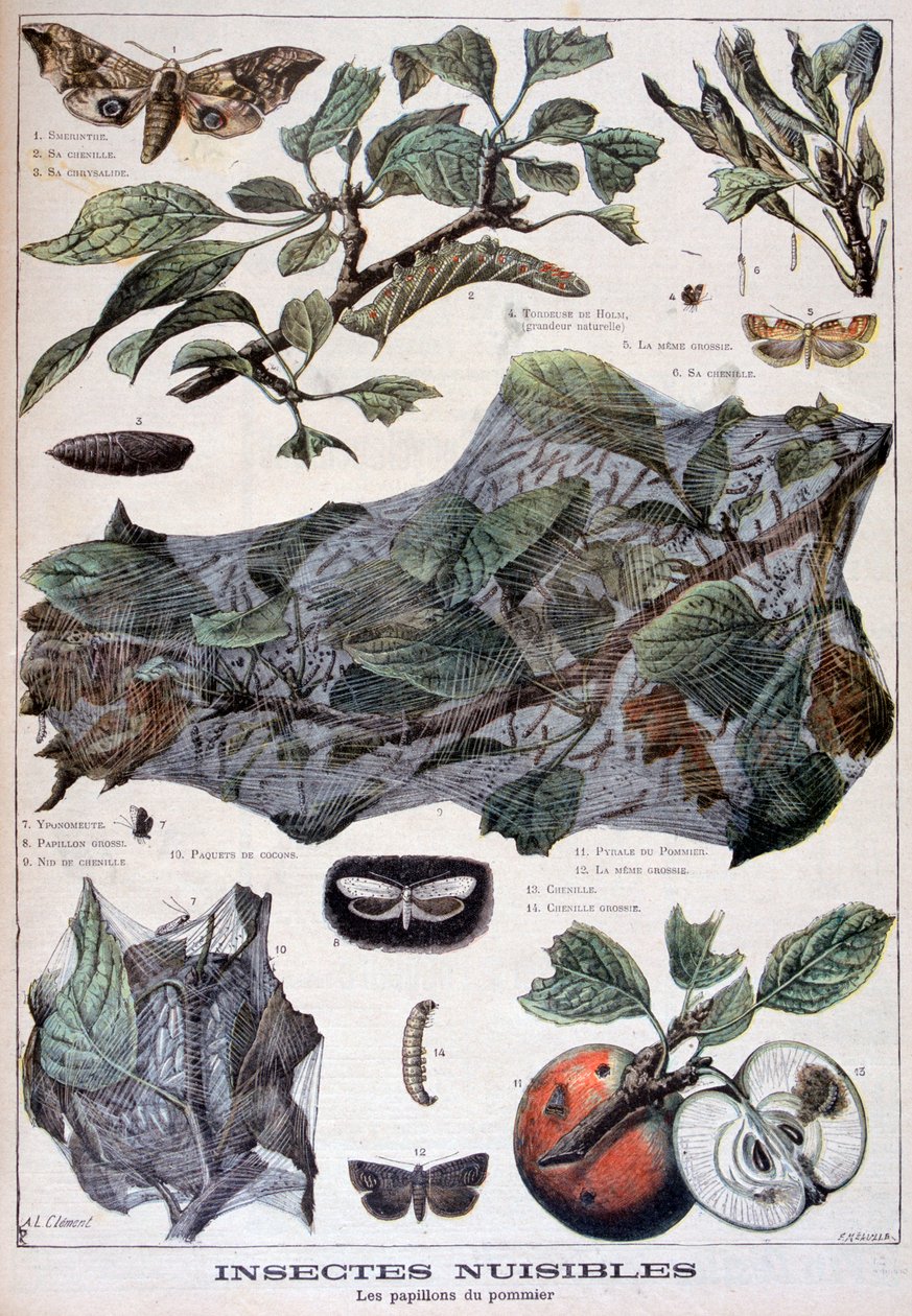 有害昆虫：损害苹果树的飞蛾，1897年 作者 福尔莫内