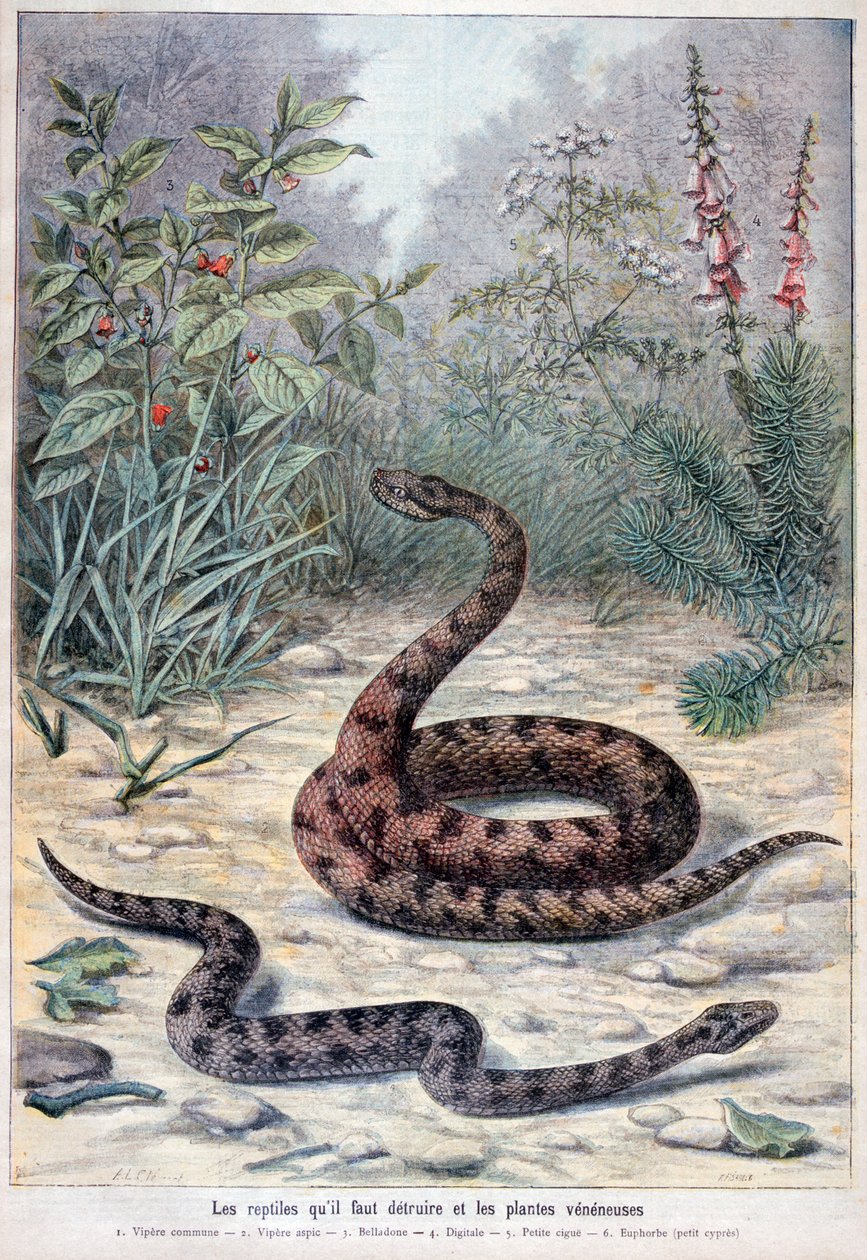蛇和有毒植物，1897年 作者 福尔莫内