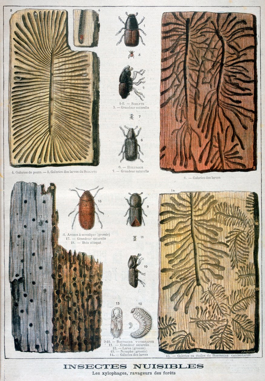 破坏森林的木本虫，1897年 作者 福尔莫内