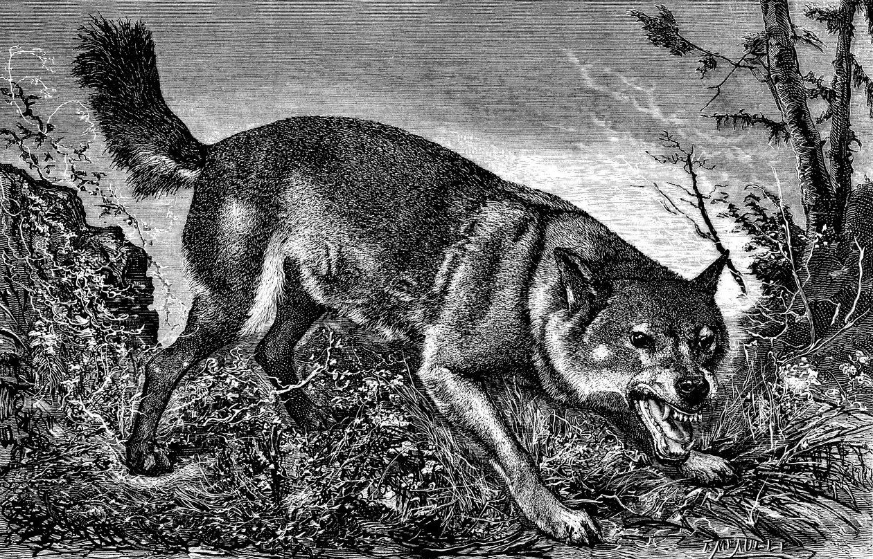 愤怒的 Feroce 狼，拔出牙齿，露出獠牙--Meaulle 在 1870 年 2 月 5 日第 27 期 "La chasse illustree "杂志上的版画。 作者 路易斯·莫厄尔财富
