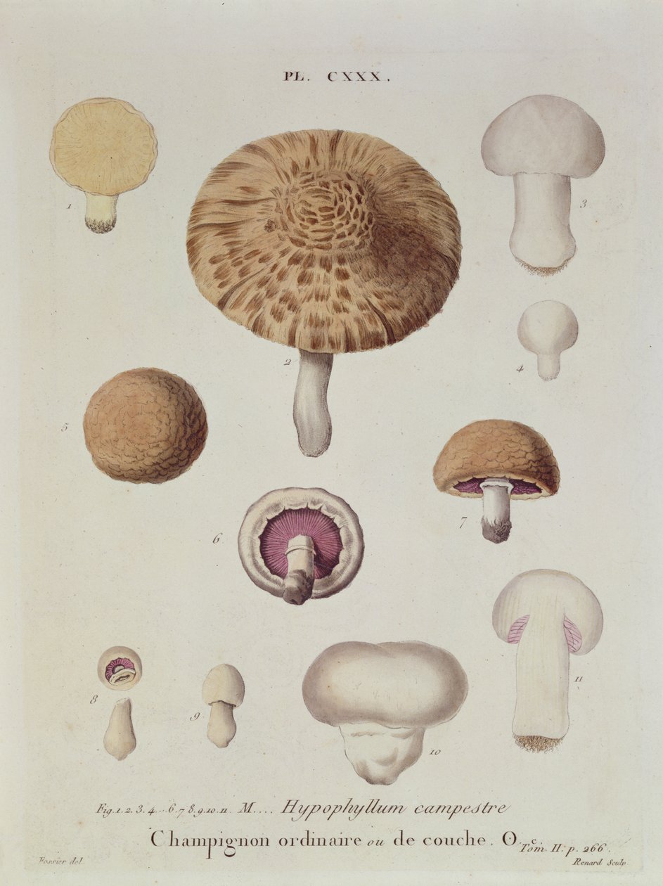 Hypophyllum campestre或野外蘑菇，来自JH Leveille的&39;Iconographie des Champignons de JJ Paulet&39;的盘子，由Renard雕刻，1855年 作者 福西尔