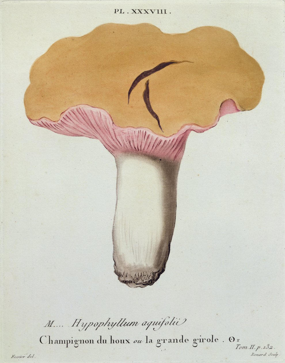 Hyprophyllum aquifolii，板块38来自JJ Leveille的“JJ Paulet的蘑菇图像”，由Renard雕刻，1855年 作者 福西尔