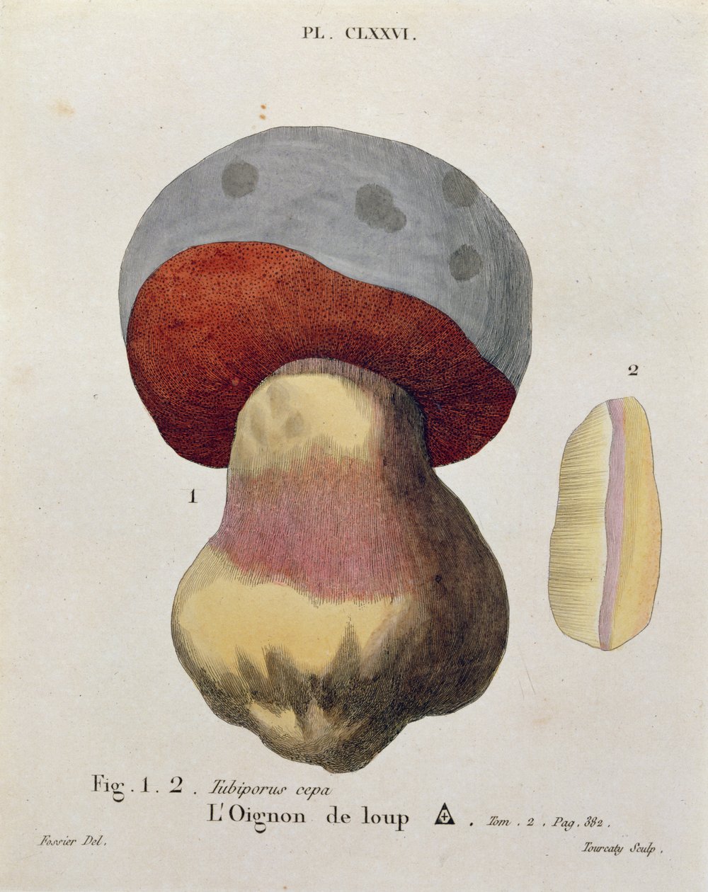 Tubiporus cepa，来自JH Leveille的&39;Iconography of JJ Paulet mushroom&39;的板块，由Tourcaty雕刻，1855年 作者 福西尔